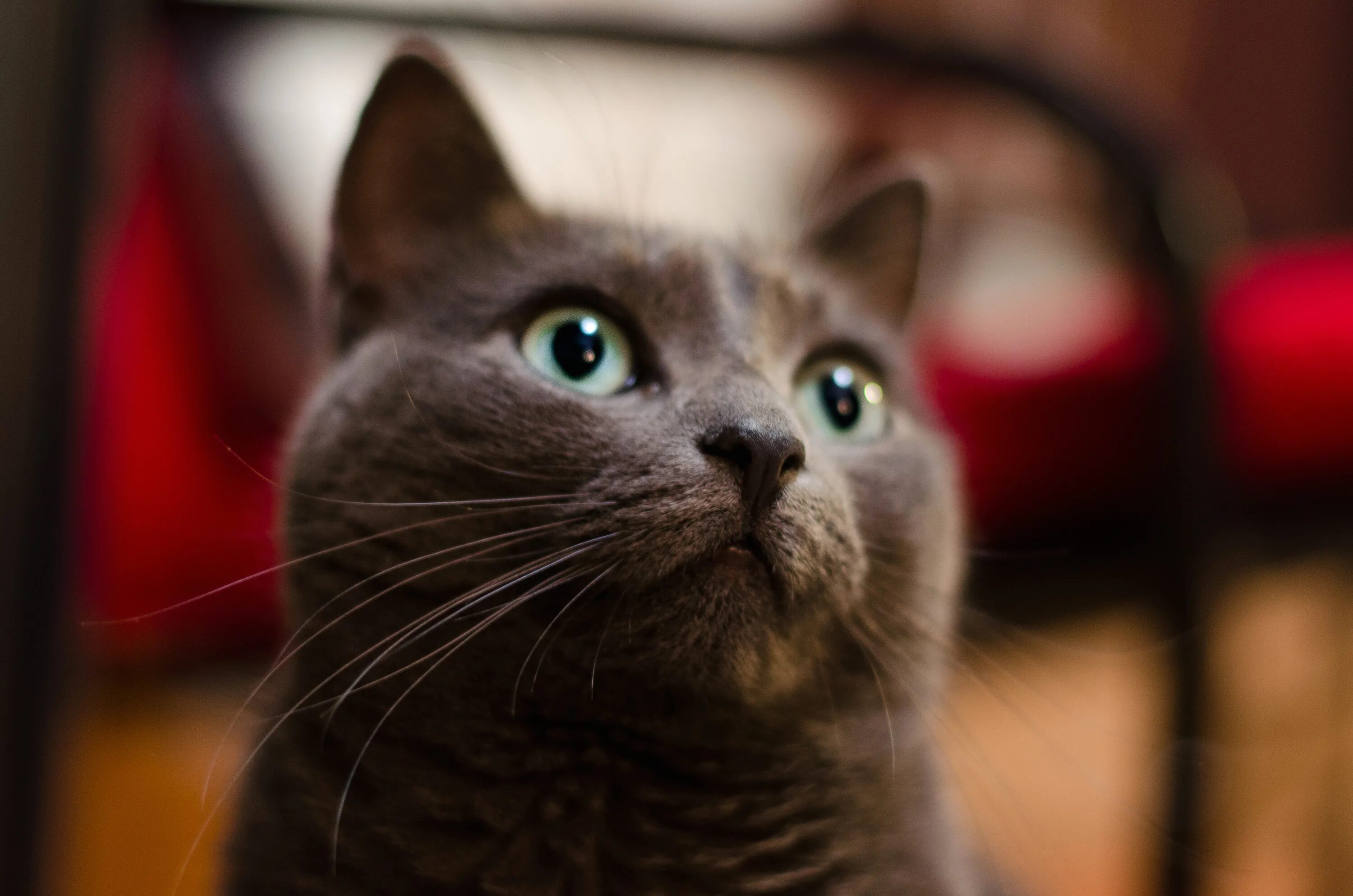 Котенок мяу фото Free Images : kitten, fauna, close up, nose, whiskers, vertebrate, small to medi