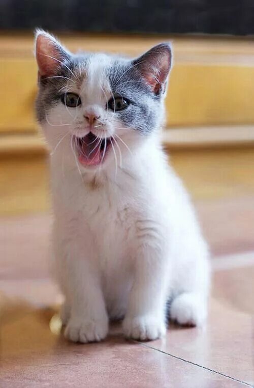 Котенок мяу фото Cats communicate through smell, touch, body language, and through some very comp