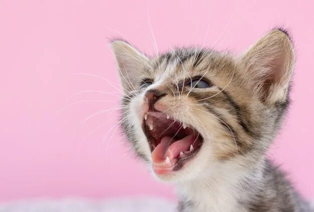 Котенок мяукает фото Page 4 98,000+ Cat Licking Pictures