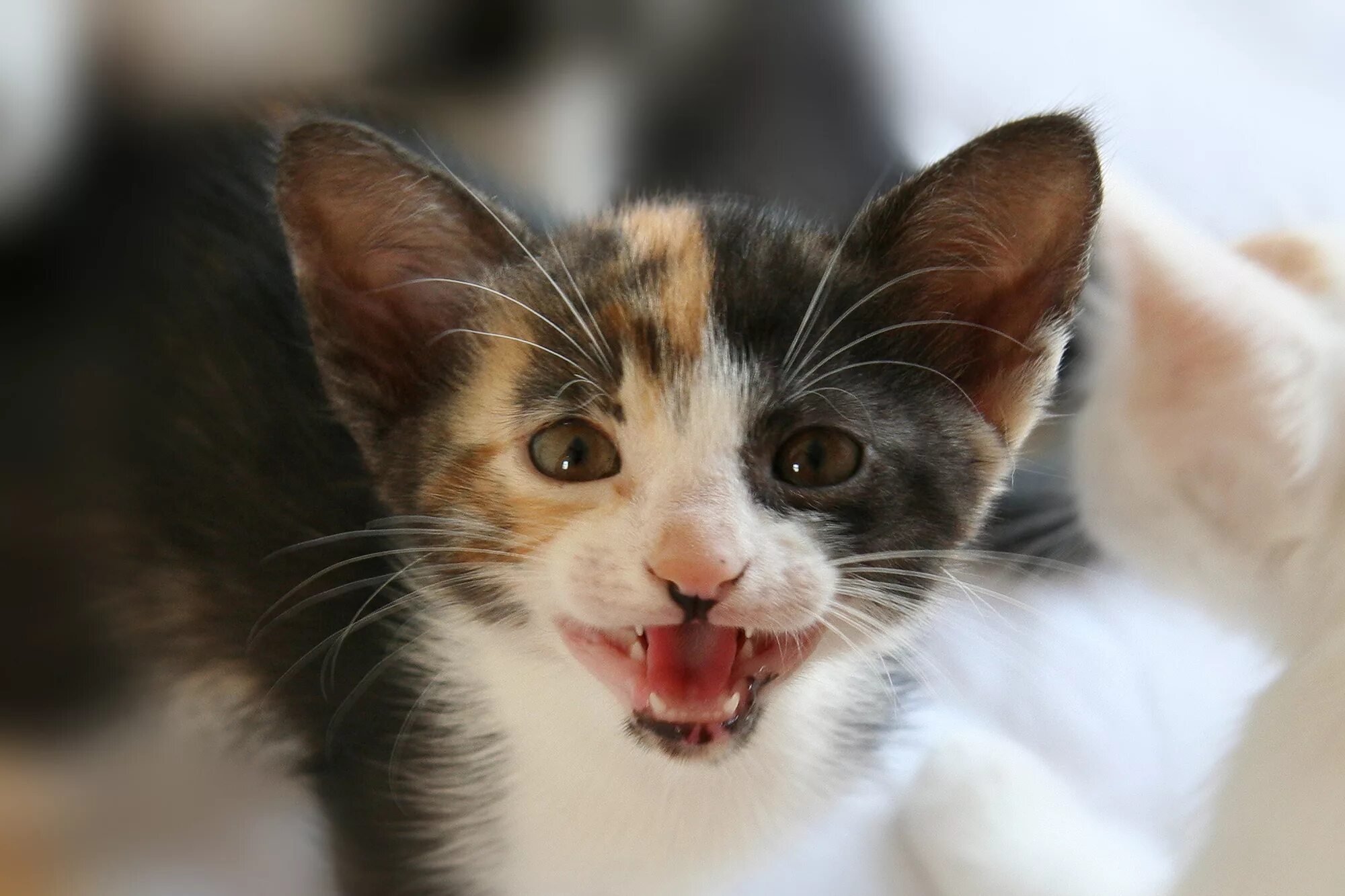 Котенок мяукает фото Звуки кошек маленький