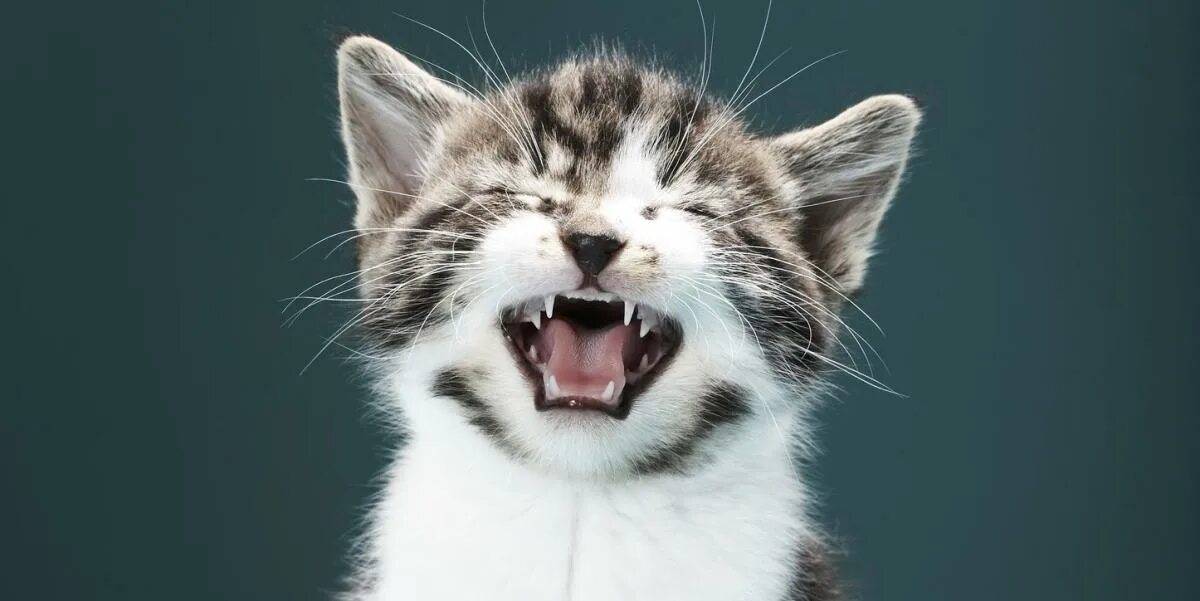 Котенок мяукает фото 20 Hiss-terical Cat Puns (Yes, We Went There)