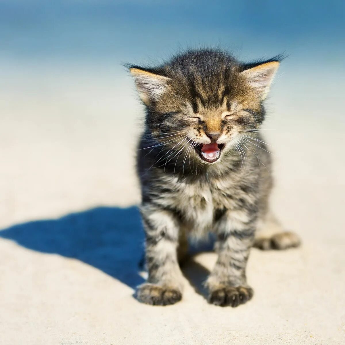 Котенок мяукает фото Using a Small Leaflet to Advertise your Business is Good Kittens and puppies, Ki