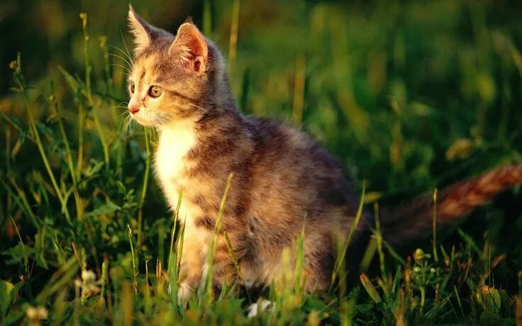 Котенок на природе фото Pin by Bea Brouwer on ♥ ️Cats ❤ Katten ♥ Animal pictures, Animals, Cute animal pi