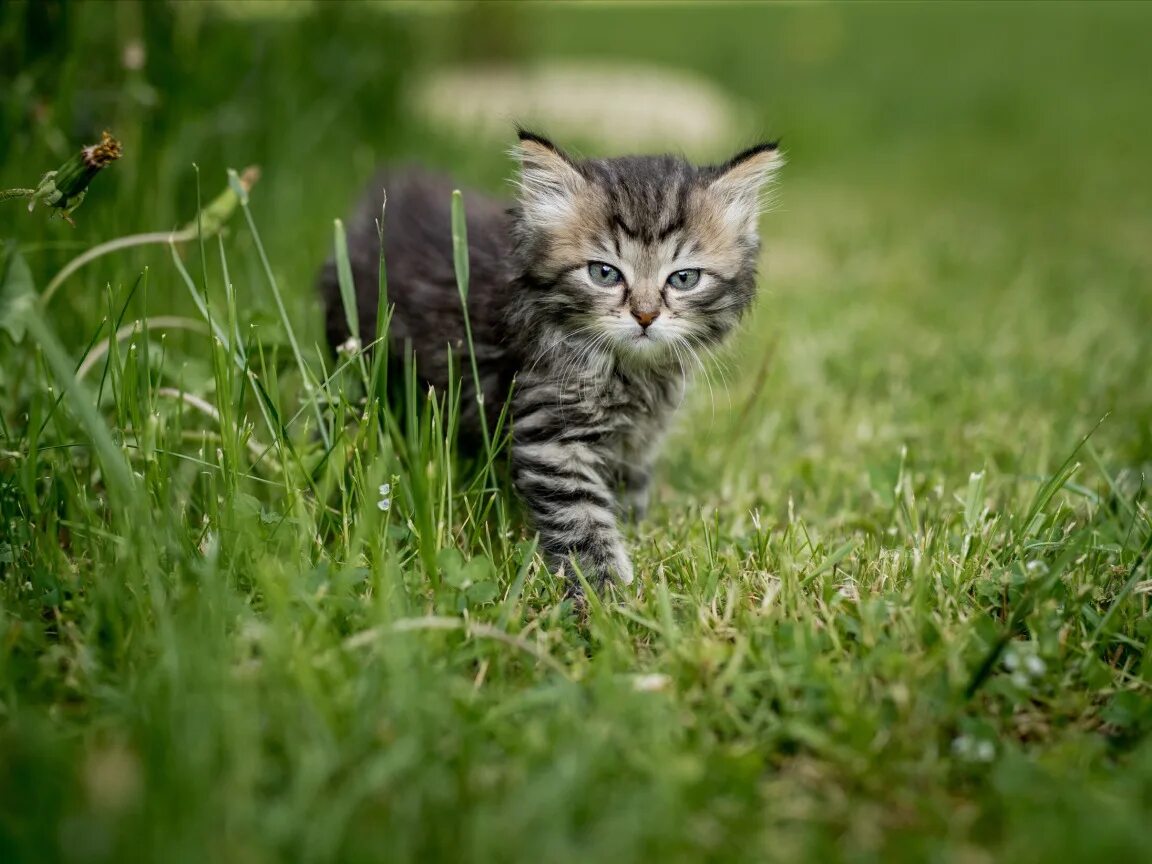 Котенок на природе фото Скачать обои лето, трава, взгляд, природа, животное, детёныш, котёнок, раздел ко