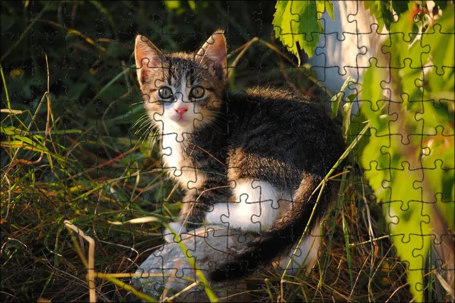 Котенок на природе фото Магнитный пазл 27x18см."Кот, котенок, застенчивый" на холодильник - купить с дос