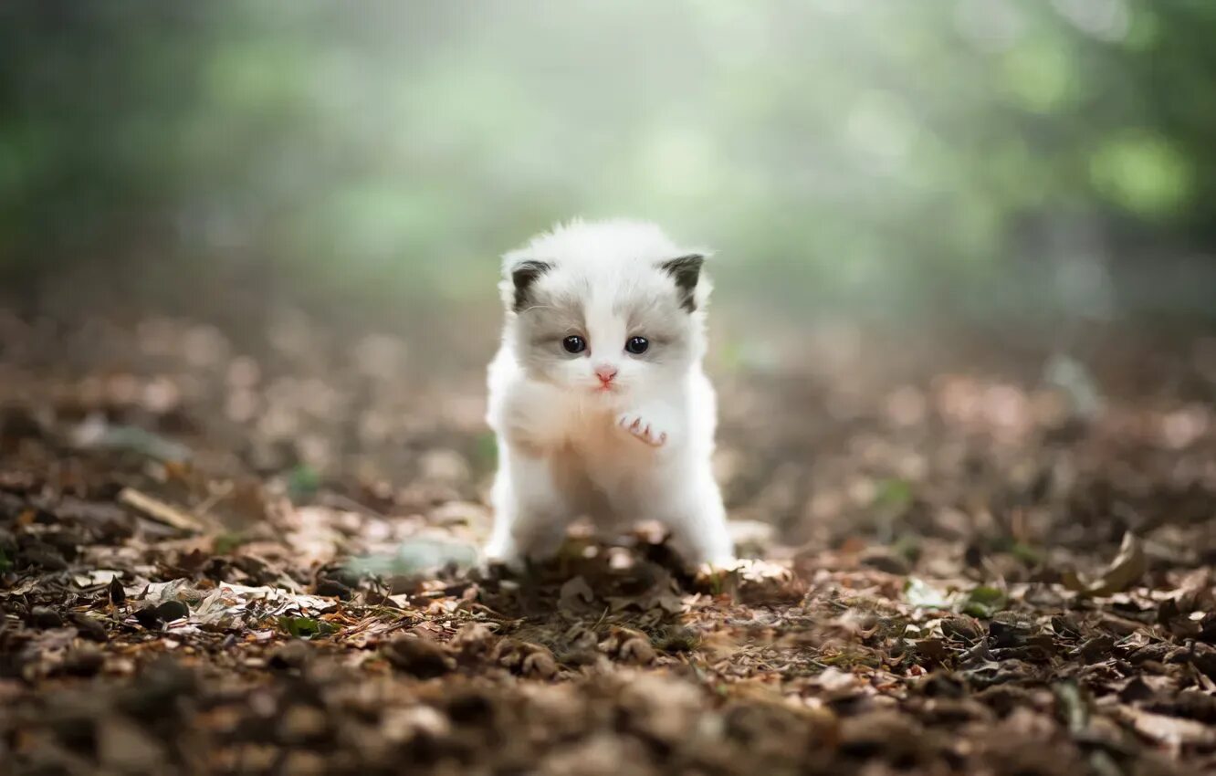 Котенок на природе фото Обои кошка, природа, котенок, поляна, листва, мордашка, боке, рэгдолл на телефон