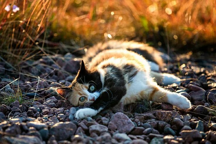 Котенок на природе фото Calico Cat Beautiful Cats
