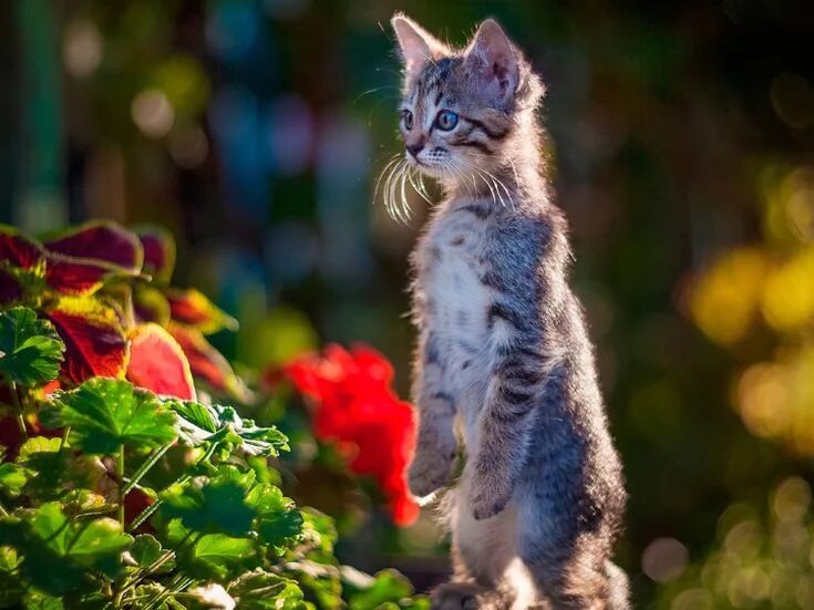Котенок на природе фото Pin by татьяна чаленко on funny animals Cute animals, Animals, Domestic cat
