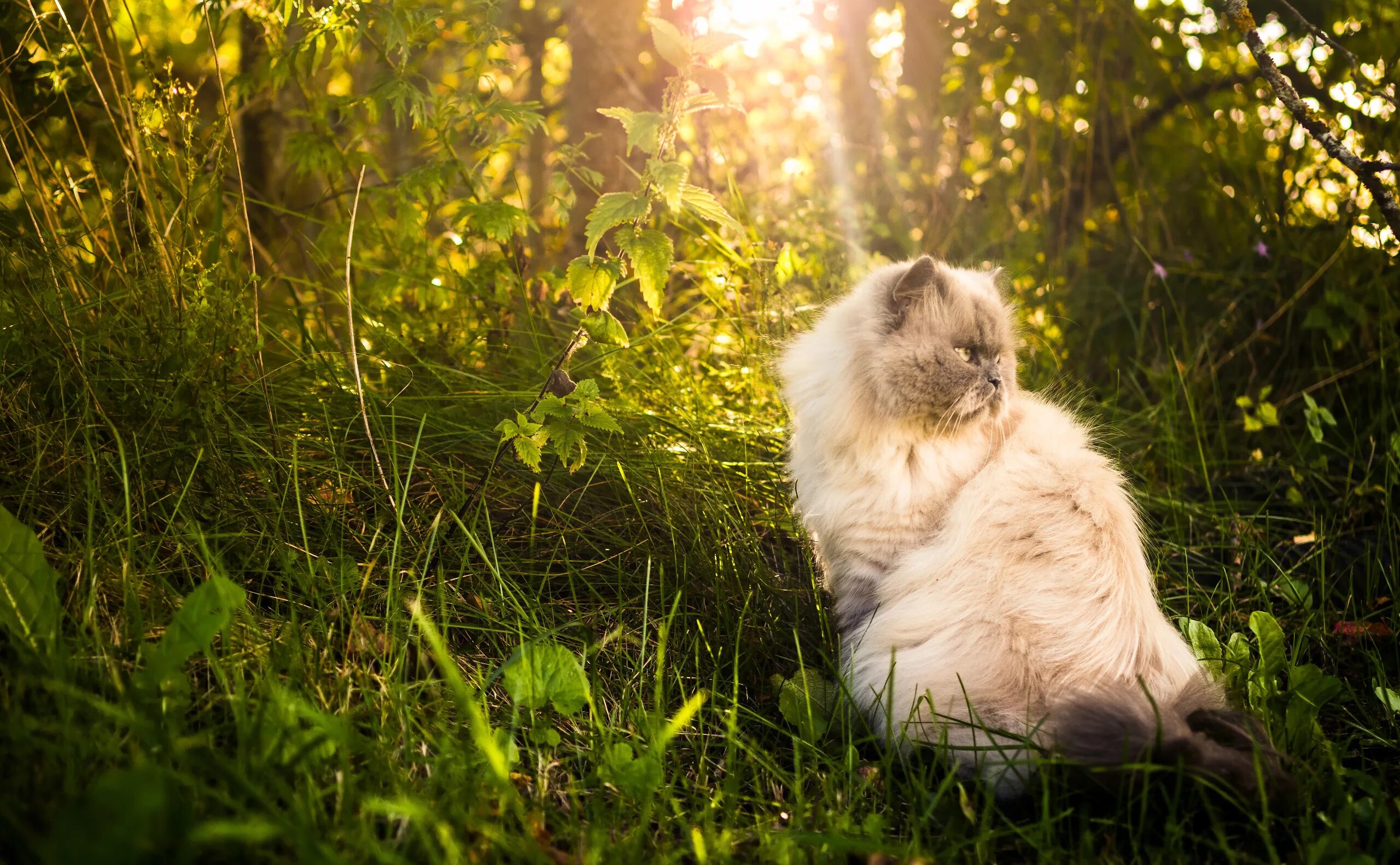 Котенок на природе фото Wallpaper : cats, animals, mammals, outdoors, plants 2560x1582 - WallpaperManiac