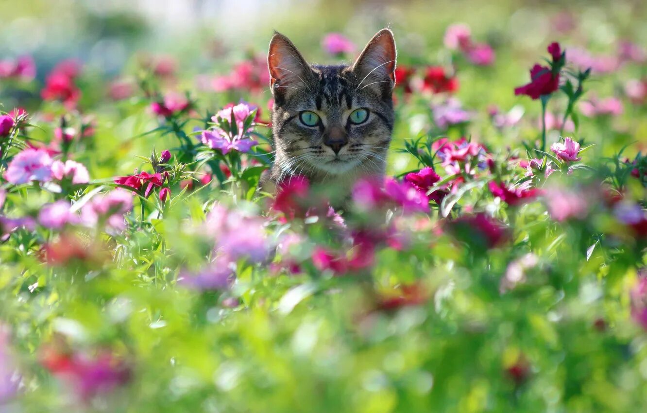 Котенок на природе фото Садовые растения, которые токсичны для домашних животных - Ветеринарный кабинет 
