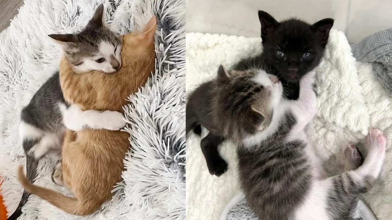 Котенок обнимает котенка фото Котенок обнимает других кошек в благодарность за дружбу - Питомцы Mail