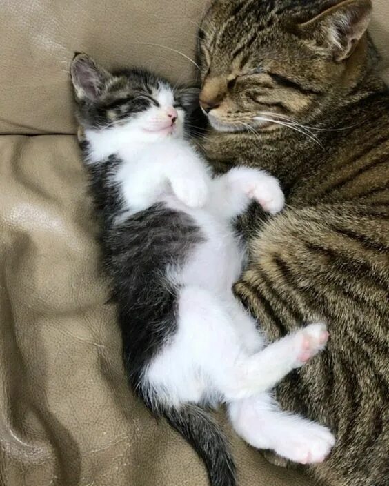 Котенок обнимает котенка фото Secrets To Raising A Tame And Outgoing Cat - CatTime Cute cats, Cats, Beautiful 