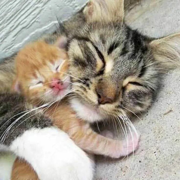 Котенок обнимает котенка фото Lemon Angel Custard Dessert Cute animals, Kittens cutest, Mama cat