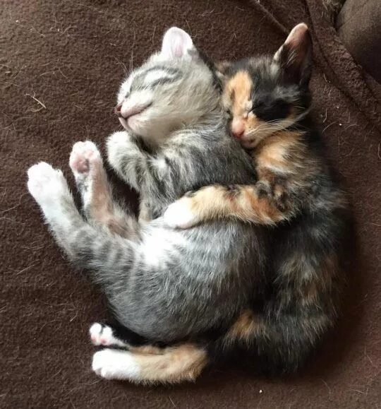 Котенок обнимает котенка фото Pin on News