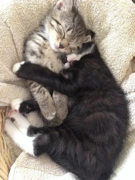Котенок обнимает котенка фото 270 A n i m a l s // meows ideas crazy cats, cute cats, cats