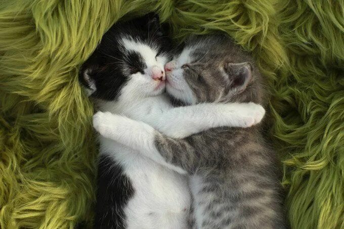 Котенок обнимает котенка фото 10 Things Every Cat Lover Can Be Thankful For On Thanksgiving - CatTime Gattini,