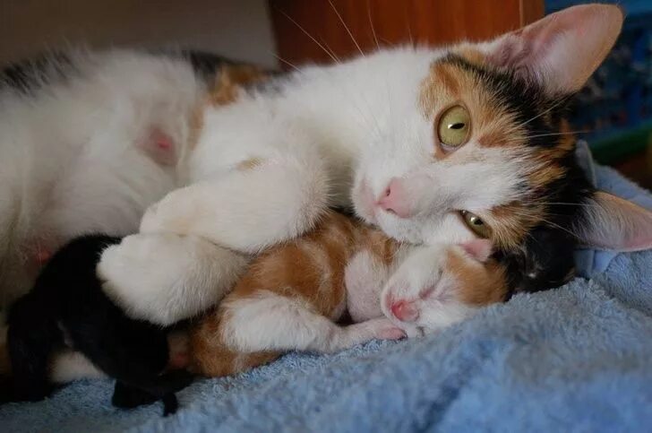 Котенок обнимает котенка фото Практически все мамы планеты, будь то тигрицы, слонихи или аллигаторы, не жалея 
