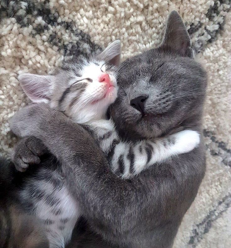 Котенок обнимает котенка фото Cuddly cats #cuddlybeachpictures Cat cuddle, Cute animal videos, Kitten cuddle