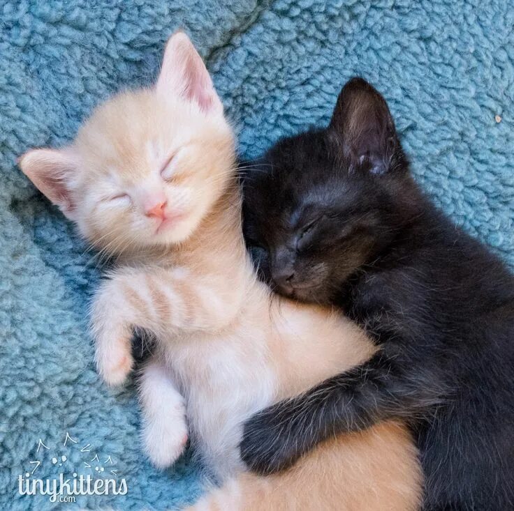 Котенок обнимает котенка фото Pin by Kelly DA on Adorable animals! Cute cats, Baby cats, Silly cats pictures