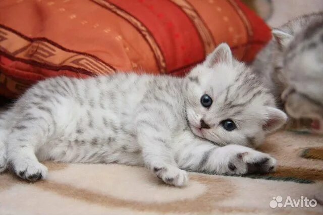 Котенок окрас вискас фото Серебристые котята купить в Барнауле Животные и зоотовары Авито