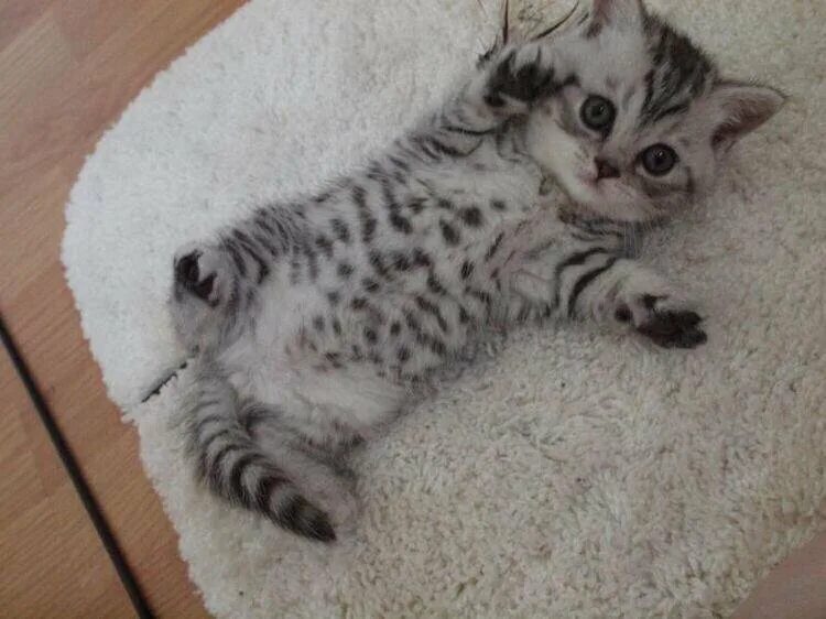 Котенок окрас вискас фото Британские котята вискас! - купить в Краснодаре, цена 5 000 руб., продано 20 янв