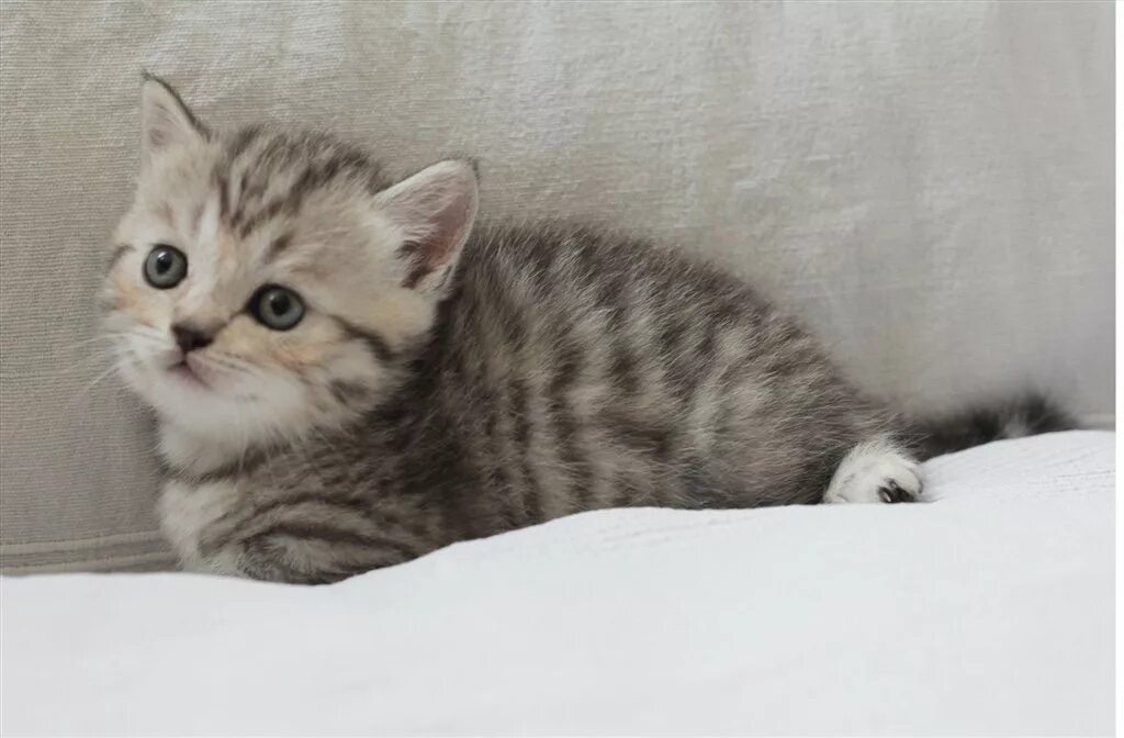 Котенок окрас вискас фото Продаю шотландских вислоухих котят цена 20000 р., купить продать или отдать даро