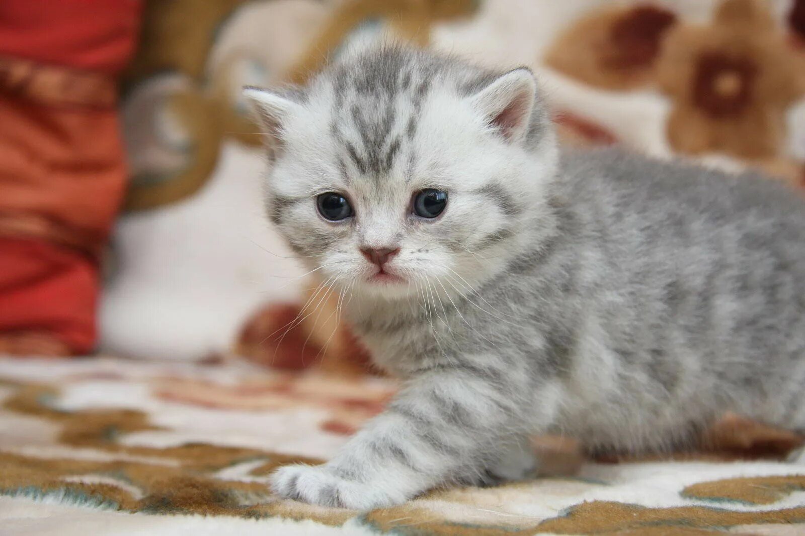 Котенок окрас вискас фото Котенок мальчик британский короткошерстный (британец) голубой серебристый пятнис