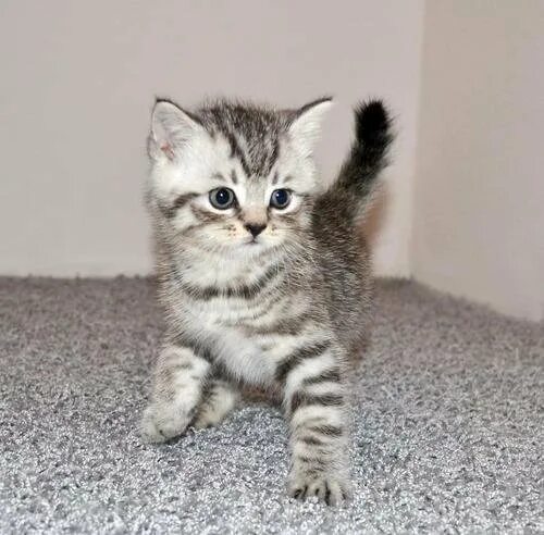 Котенок окрас вискас фото Продам британский котят - купить в Томске, цена 2 500 руб., продано 16 декабря 2
