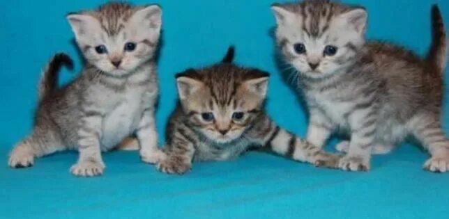 Котенок окрас вискас фото Британский Короткошерстный - Животные в Туркестанская область - OLX.kz