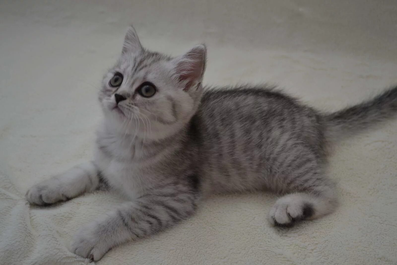 Котенок окрас вискас фото Котенок девочка британская короткошерстная (британка) черная серебристая тигрова