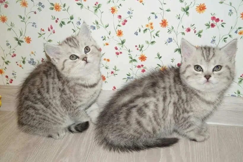 Котенок окрас вискас фото Шикарные шотландские вислоухие котята - Доска бесплатных объявлений Mur.tv