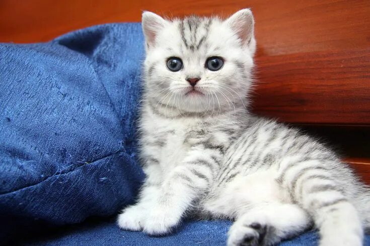Котенок окрас вискас фото BRI ns 23 - Black silver tiger color of British cats. Filadelfia SunRay Tabby ki