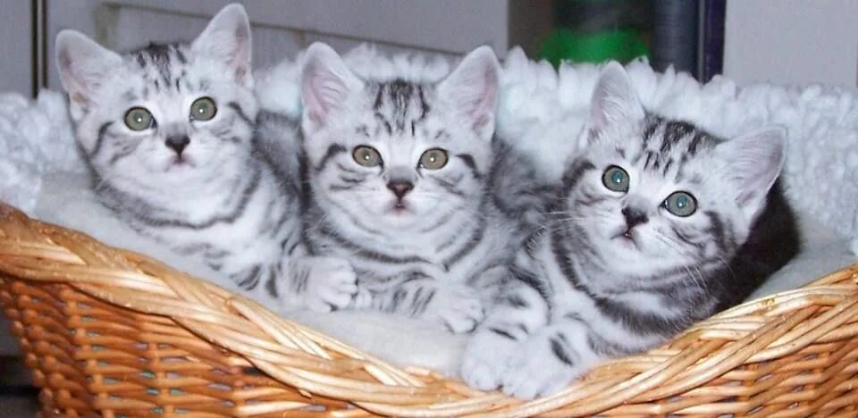 Котенок окрас вискас фото Gatitos Silver tabby kitten, Kittens, Tabby kitten