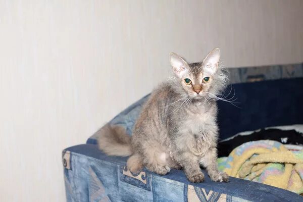 Котенок от сфинкса и шотландца фото Ответы Mail.ru: Что за порода? Есть идеи?