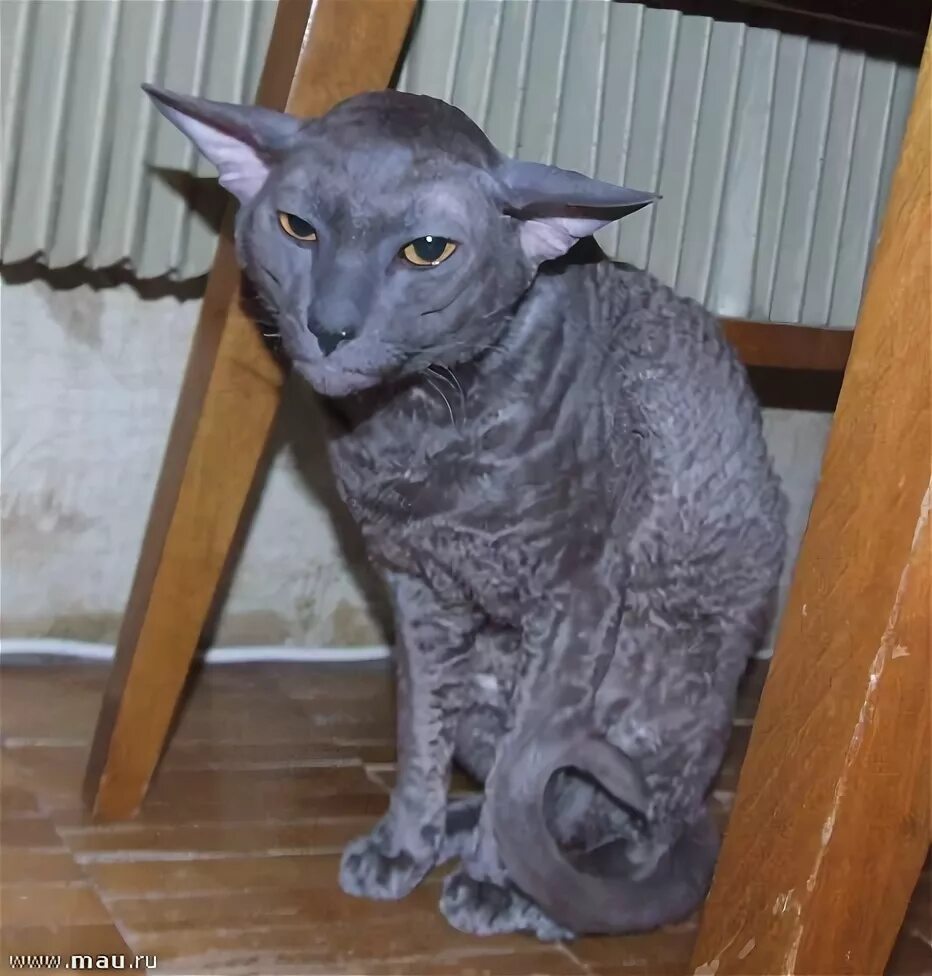 Котенок от сфинкса и шотландца фото "Мудрый Йода" - Прикольные коты - Фотогалерея