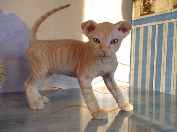 Котенок от сфинкса и шотландца фото ukrainian levkoy kittens - Google Search Purebred cats, Cute cats, Cat breeds