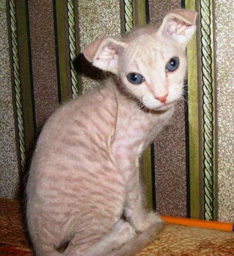 Котенок от сфинкса и шотландца фото Котят донского сфинкса (3 месяца, в Белогорск Амурск