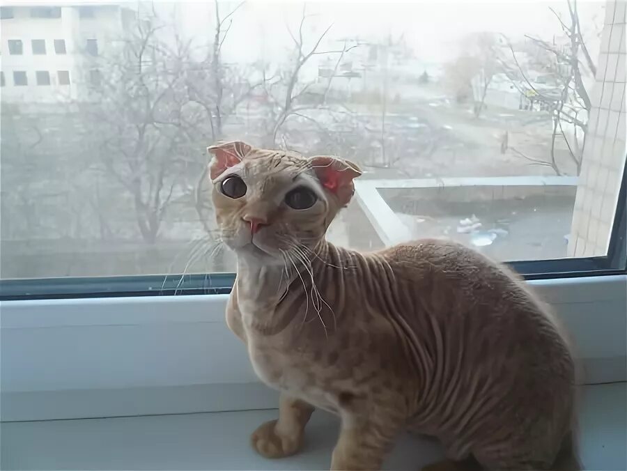 Котенок от сфинкса и шотландца фото как назвать шотландского кота - 25 рекомендаций на Babyblog.ru