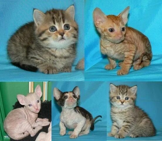 Котенок от сфинкса и шотландца фото БРИТАНЦЫ и КОРНИШ-РЕКС из питомника "BEST FRIEND"