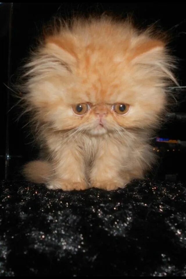 Котенок персидской кошки фото Pin on Persian Cats