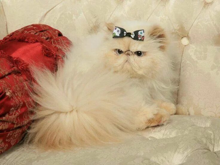 Котенок персидской кошки фото Pin by Tipwipa Settheepattaranon on Persian & Exotic Cats Gorgeous cats, Exotic 