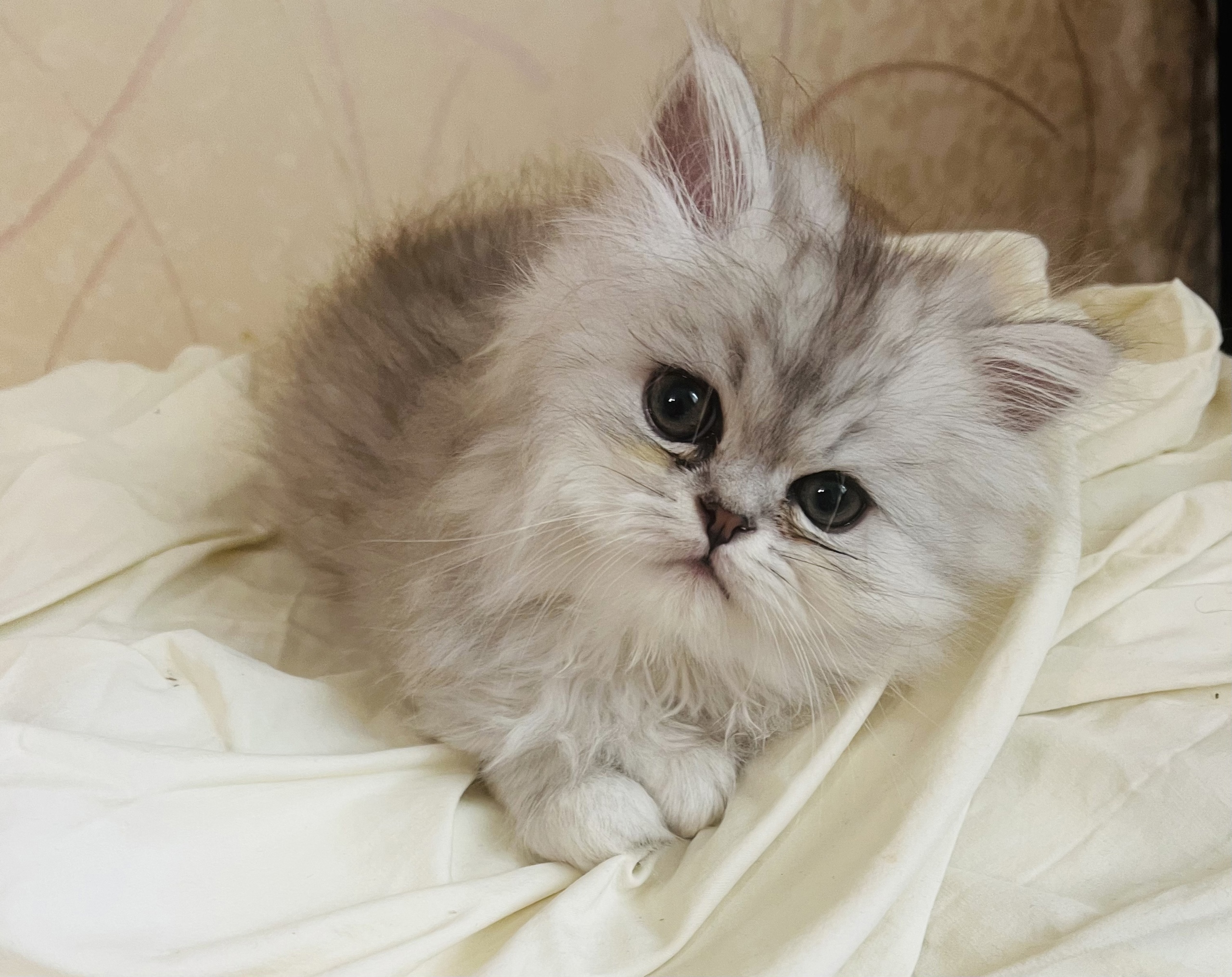 Котенок персидской кошки фото Новорожденные персидские котята фото фото, видео - Кулик Тревел