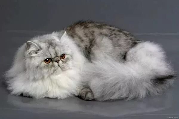 Котенок персидской кошки фото Пин от пользователя Olga W на доске Фотокоты Красивые кошки, Персидская кошка, К