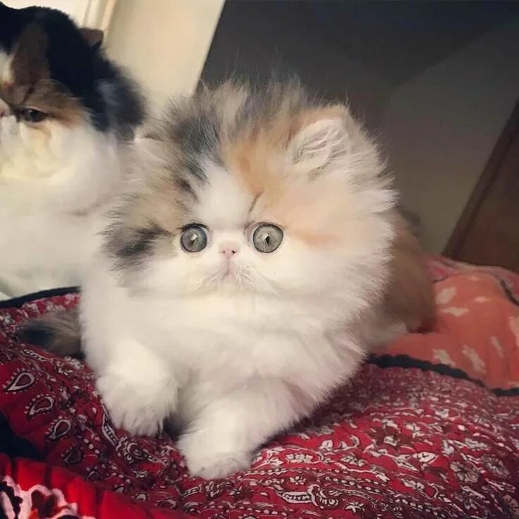 Котенок персидской кошки фото Pin by Марина on Favorite Kittens & Cats Persian kittens, Cute cats and dogs, Cu