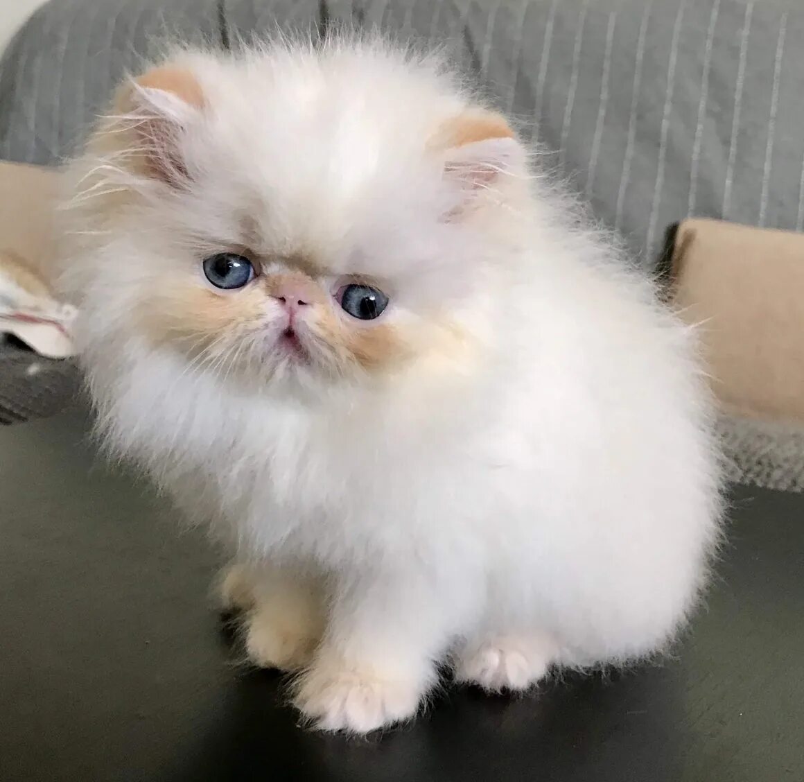 Котенок персидской кошки фото Персидская кошка котенок - картинки и фото koshka.top