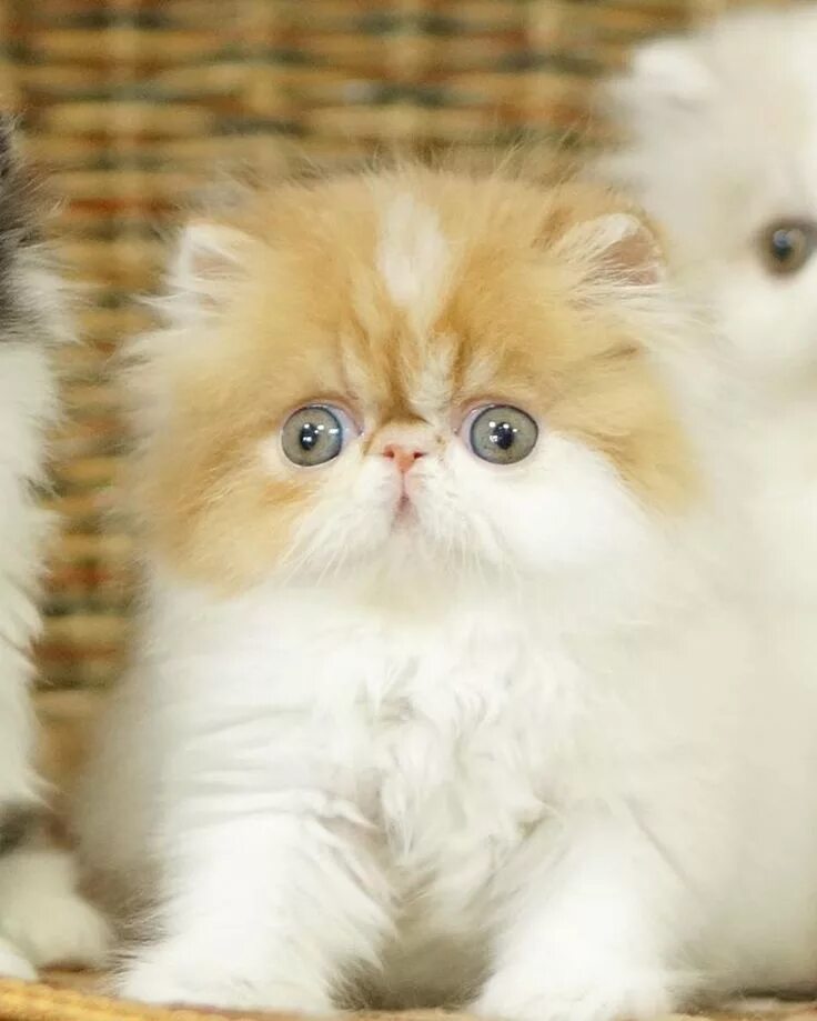 Котенок персидской кошки фото Pin on Persian Cats