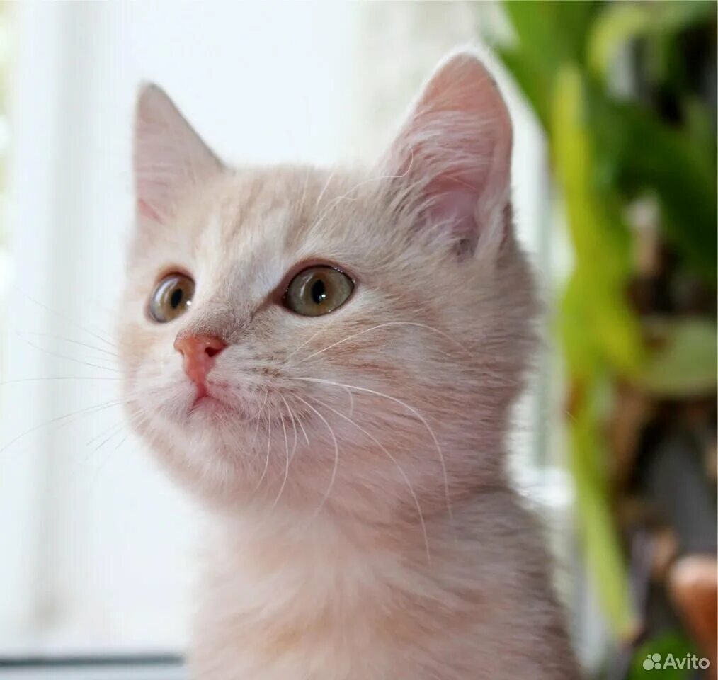 Котенок персикового цвета фото Щенки хаски, котята купить в Коркино Животные и зоотовары Авито