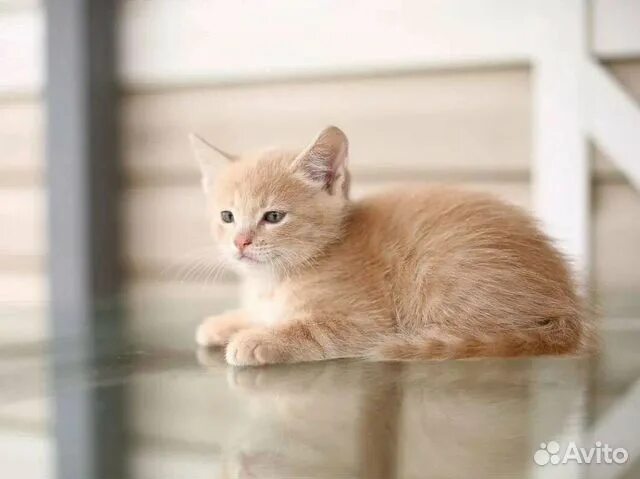 Котенок персикового цвета фото Котенок бесплатно купить в Симферополе Животные и зоотовары Авито