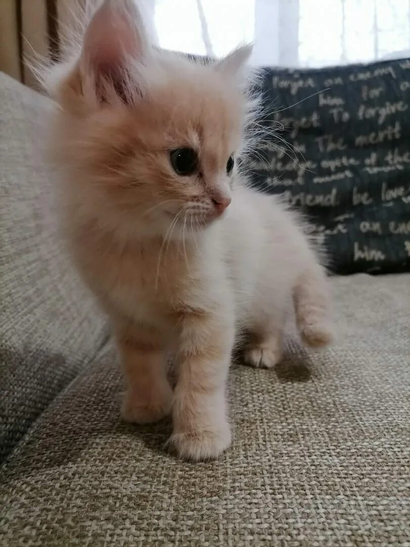 Котенок персикового цвета фото Отдам персикового котенка - Доска бесплатных объявлений Mur.tv