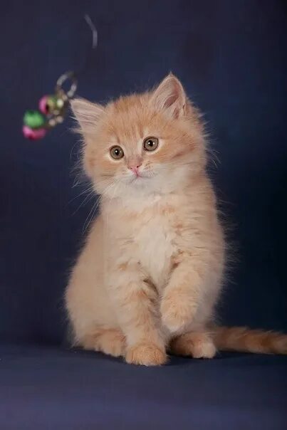Котенок персикового цвета фото Воронеж!! Спасенной Фасольке срочно ищем хозяев!! Котенок была домашней , жила в